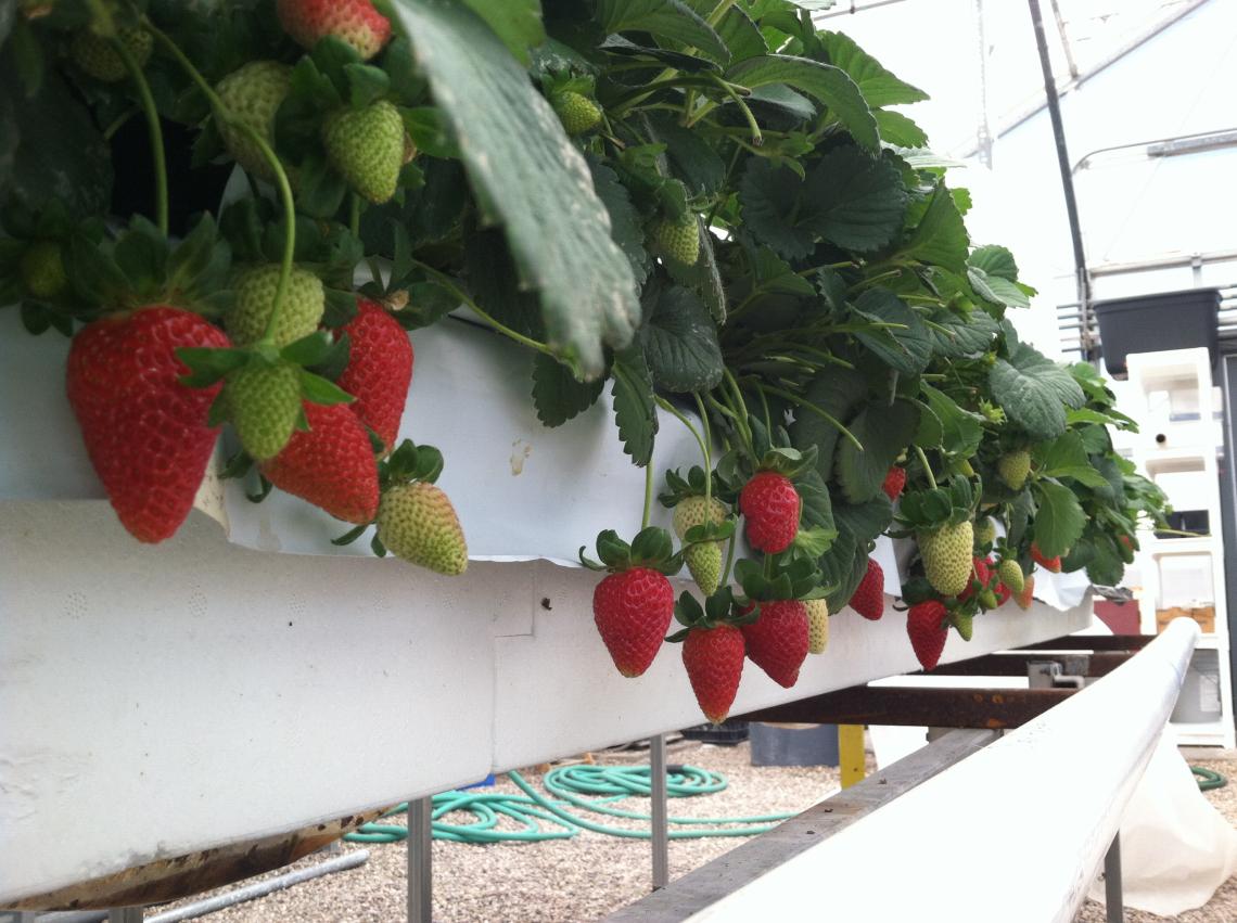 Hydroponically grown strawberries stay clean hanging three feet above the ground in the UA’s strawberry project greenhouse. 